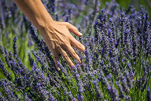 US Organic 100% Pure Lavender Essential Oil, Directly sourced from Bulgaria, USDA Certified Organic, Undiluted, for Diffuser, Humidifier, Massage, Skin, Hair Care, Non GMO, 30 ml
