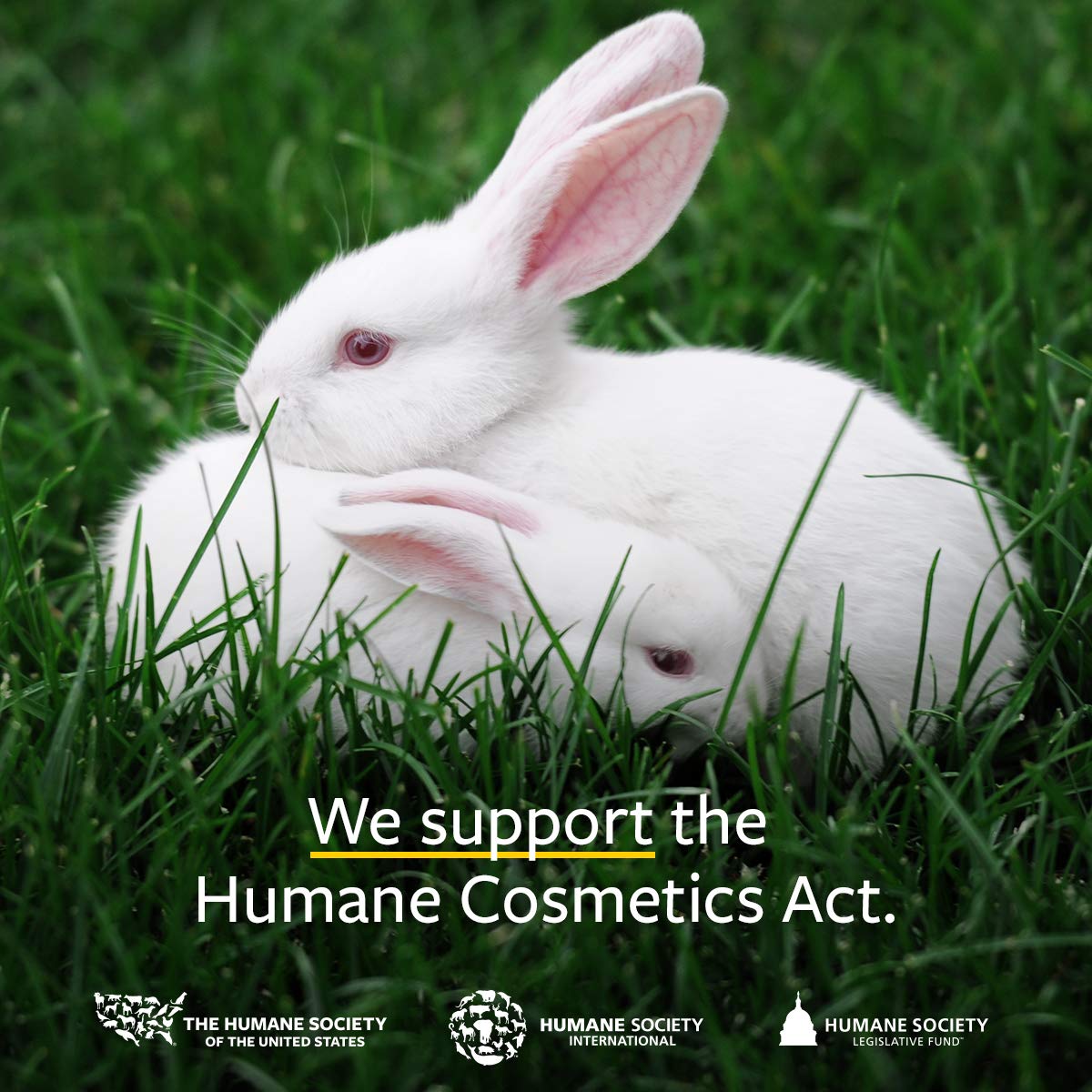 US Organic 100% Pure Sweet Orange Essential Oil - USDA Certified Organic (30 ml / 1 fl oz, Sweet Orange)