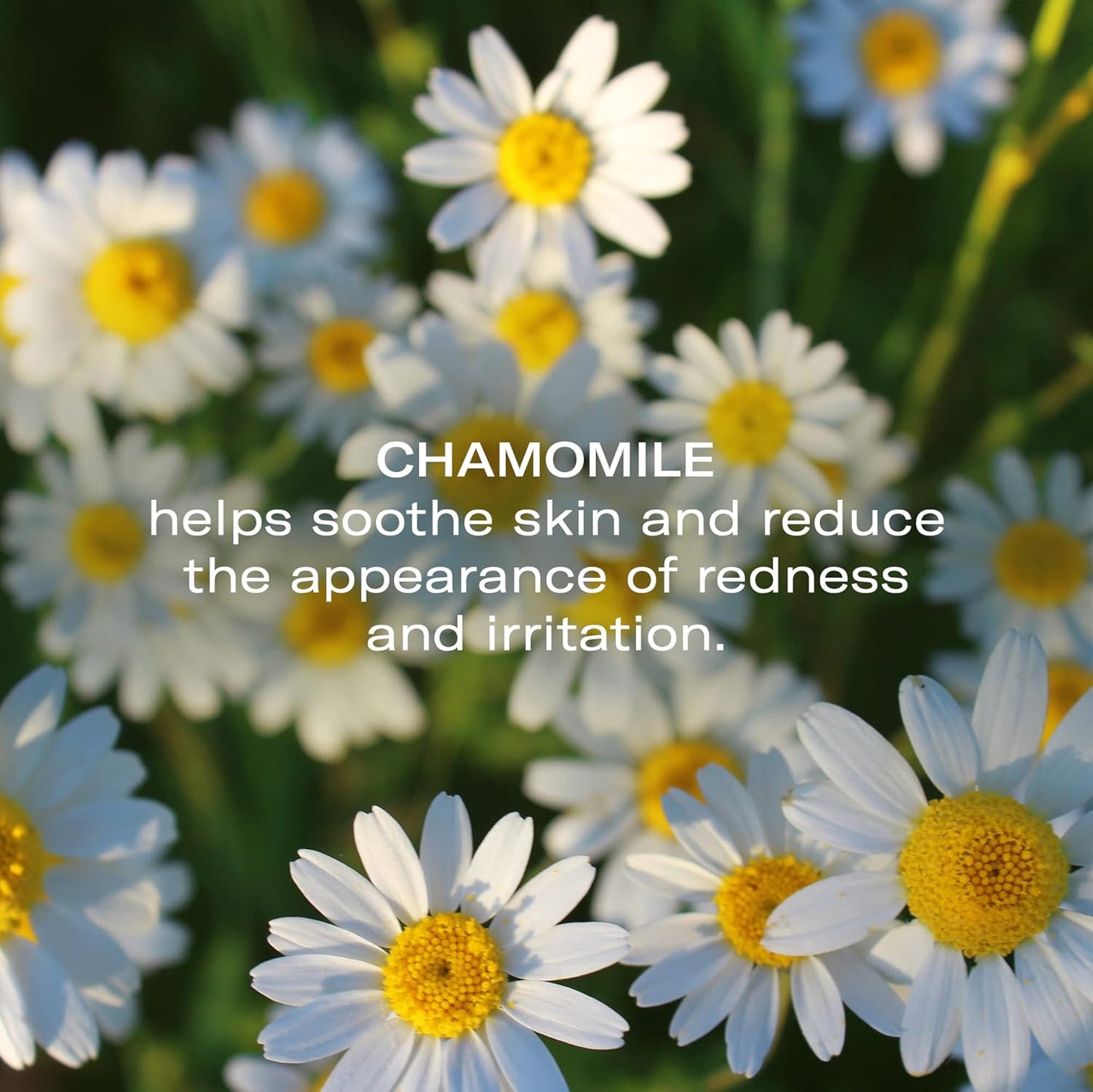 Odacité Anti Aging Serum Concentrate with Camelina + Chamomile, For Sensitive Skin Glow - Lightweight and Hydrating Facial Oil for Redness, Sensitivity & Irritation - 0.17 fl. oz